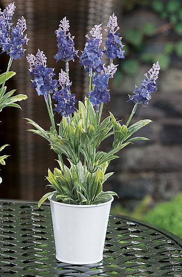 Grünpflanze Lavendel 2ass 9x34cm
