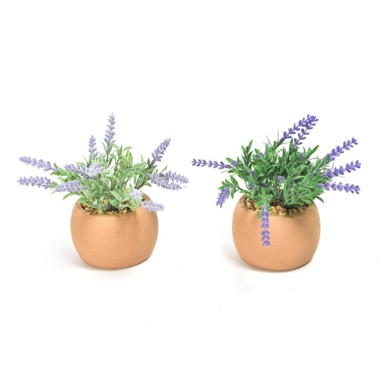 Gr&#252;npflanze Lavendel im Zementtopf 2ass 9x9x16cm