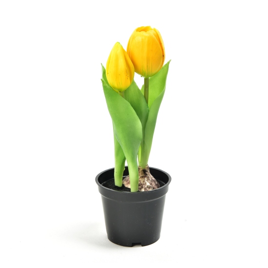 Gr&#252;npflanze Gelbe Tulpe im Topf 21cm
