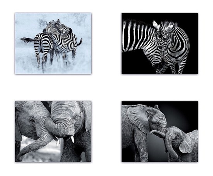Dekoration Bild Elefant/Zebra 4ass 50x40cm