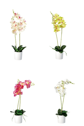 Gr&amp;#252;npflanze Orchidee im Topf 4ass 12x59cm