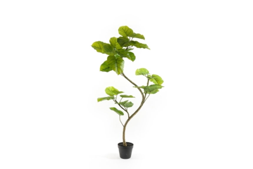 Gr&amp;#252;npflanze Feigenbaum im Topf 120cm