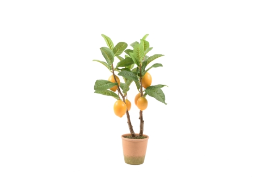 Gr&amp;#252;npflanze Zitronenbaum im Topf 30x25x60cm