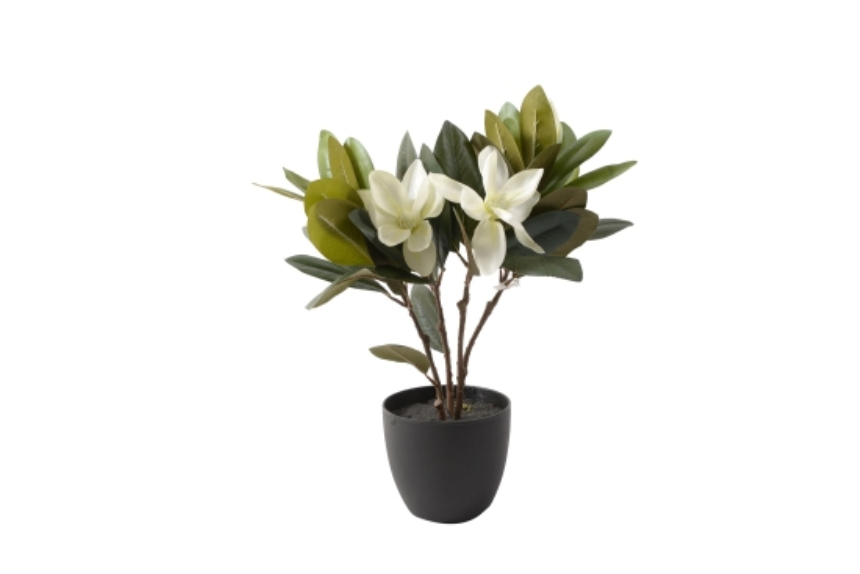 Gr&amp;#252;npflanze Magnolie im Topf 45cm