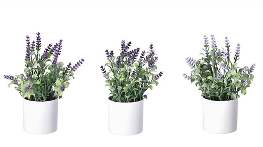 Gr&amp;#252;npflanze im Topf Lavendel 3ass 8x28cm