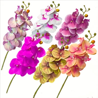 Orchidee 3D 6ass