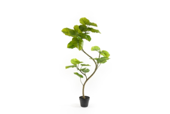 Gr&#252;npflanze Feigenbaum im Topf 120cm