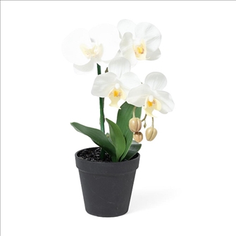 Grünpflanze Orchidee im Topf weiss 18x22x32cm
