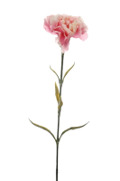 Nelkenstiel pink weiss 65cm (Aktion, Preis alt: 1.35 CHF)
